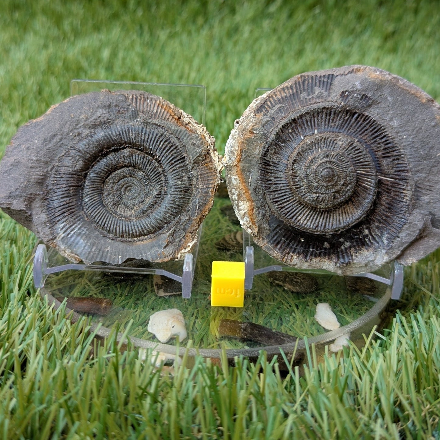 Dactylioceras tenuicostatum ammonite split pair North Yorkshire fossils - North Yorkshire Fossils
