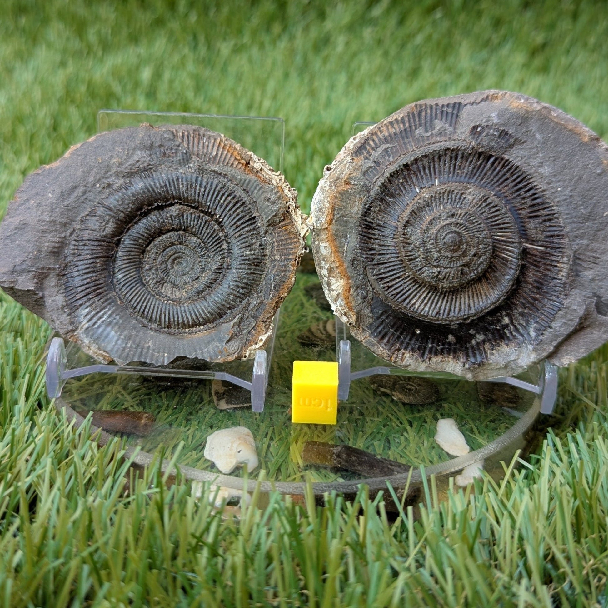 Dactylioceras tenuicostatum ammonite split pair North Yorkshire fossils - North Yorkshire Fossils