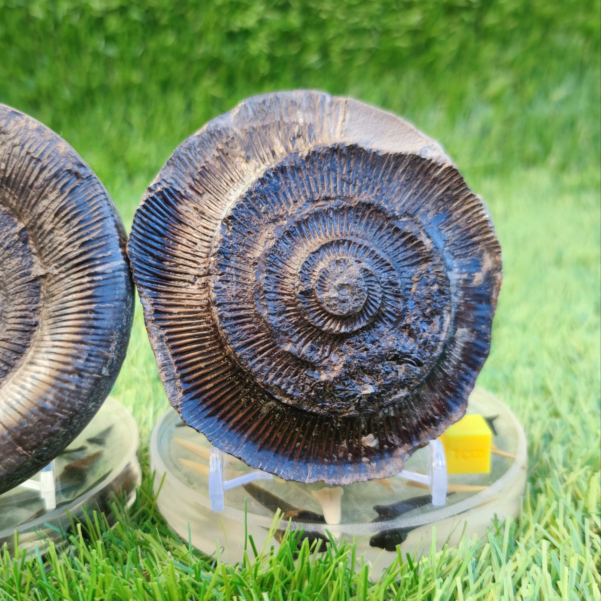 Dactylioceras tenuicostatum ammonite split pair North Yorkshire fossils - North Yorkshire Fossils