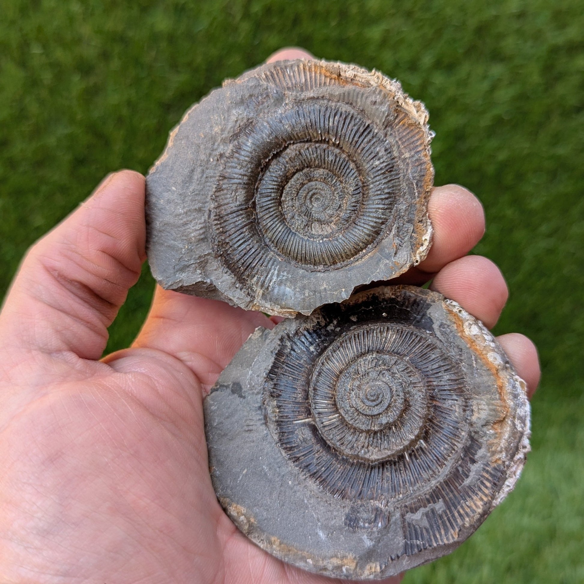 Dactylioceras tenuicostatum ammonite split pair North Yorkshire fossils - North Yorkshire Fossils