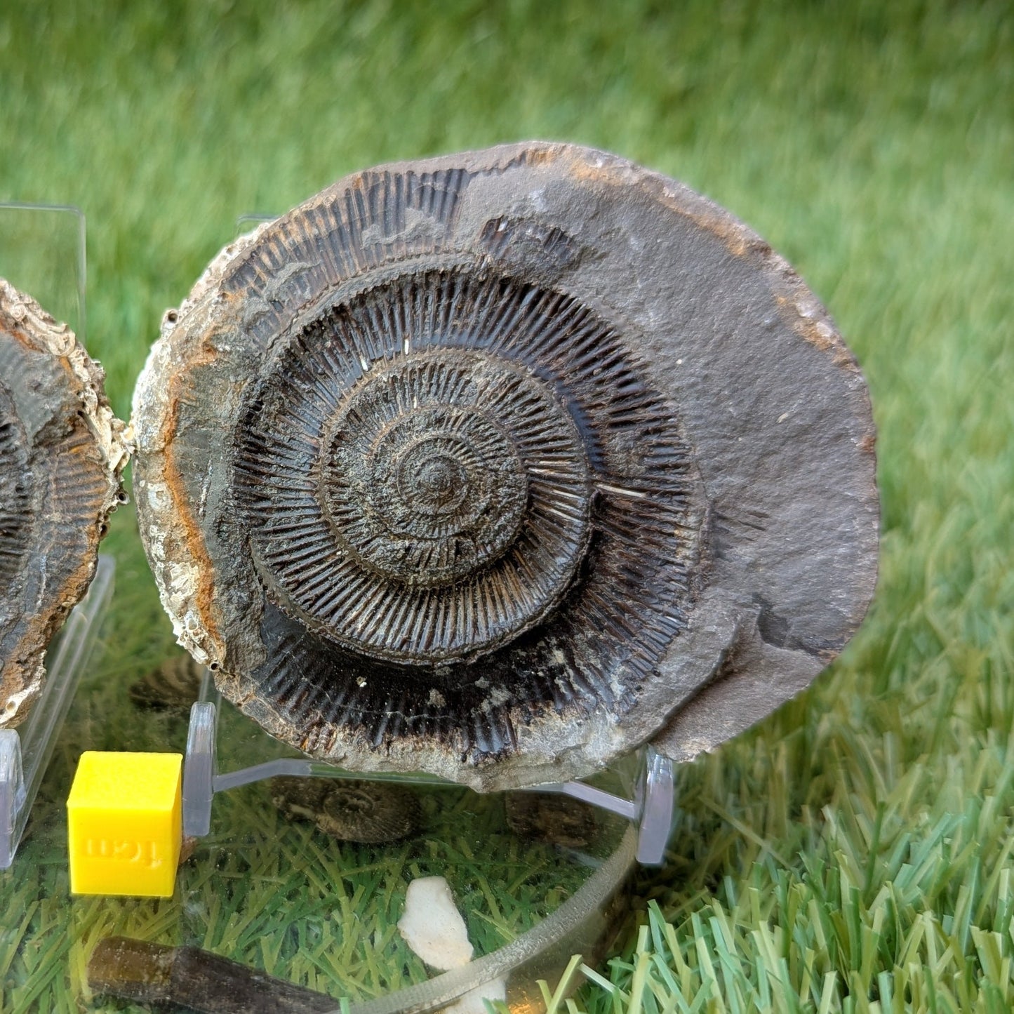Dactylioceras tenuicostatum ammonite split pair North Yorkshire fossils - North Yorkshire Fossils