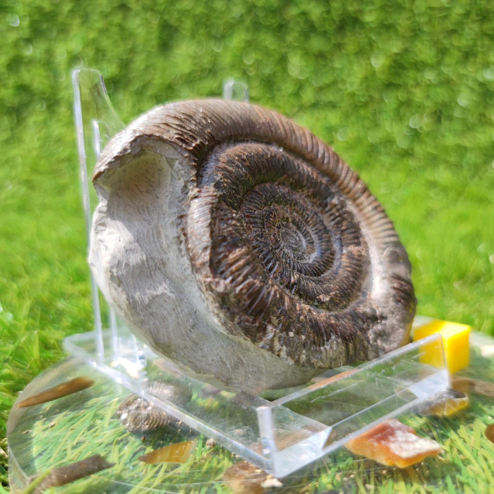 Dactylioceras Tenuicostatum ammonite Whitby Fossils - North Yorkshire Fossils