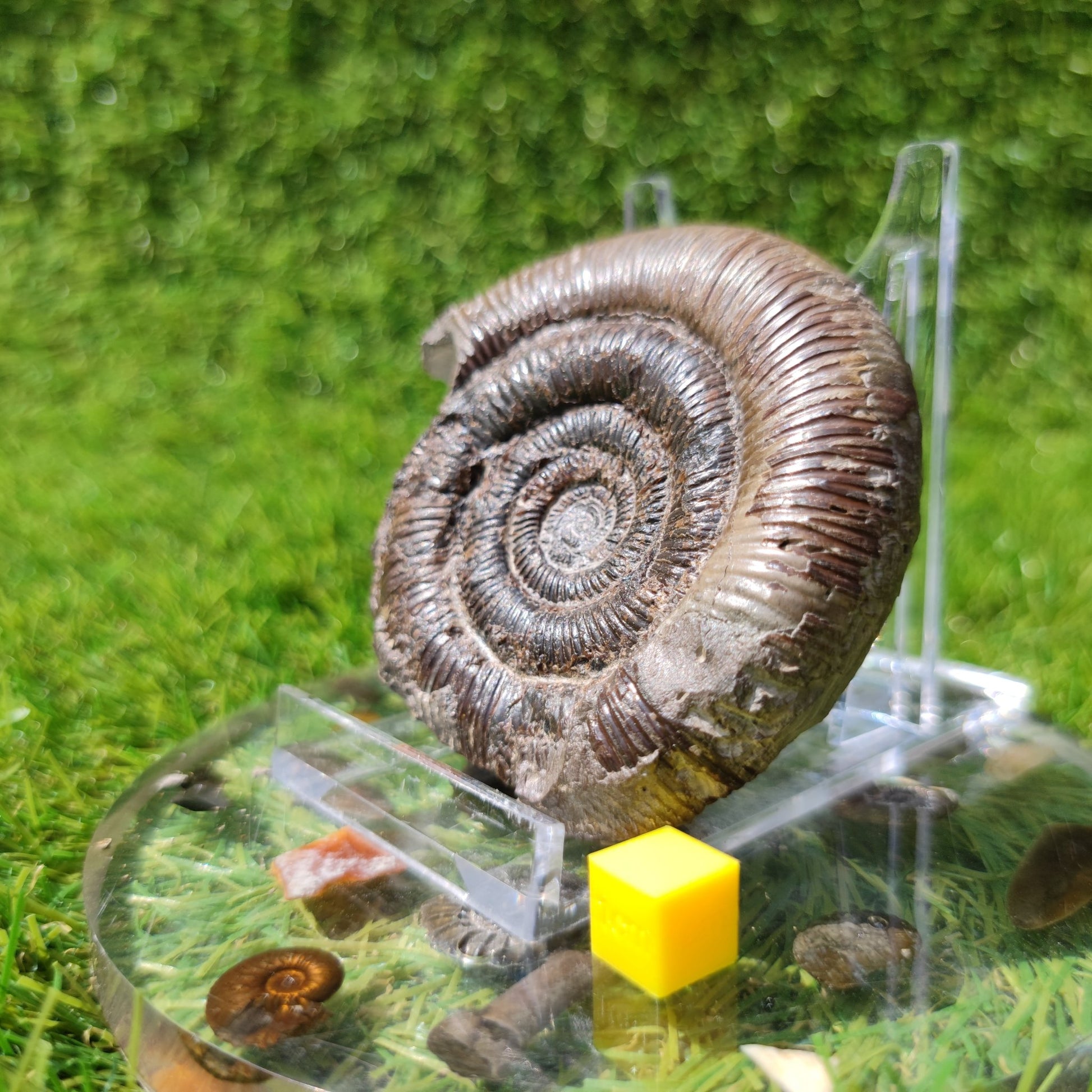 Dactylioceras Tenuicostatum ammonite Whitby Fossils - North Yorkshire Fossils
