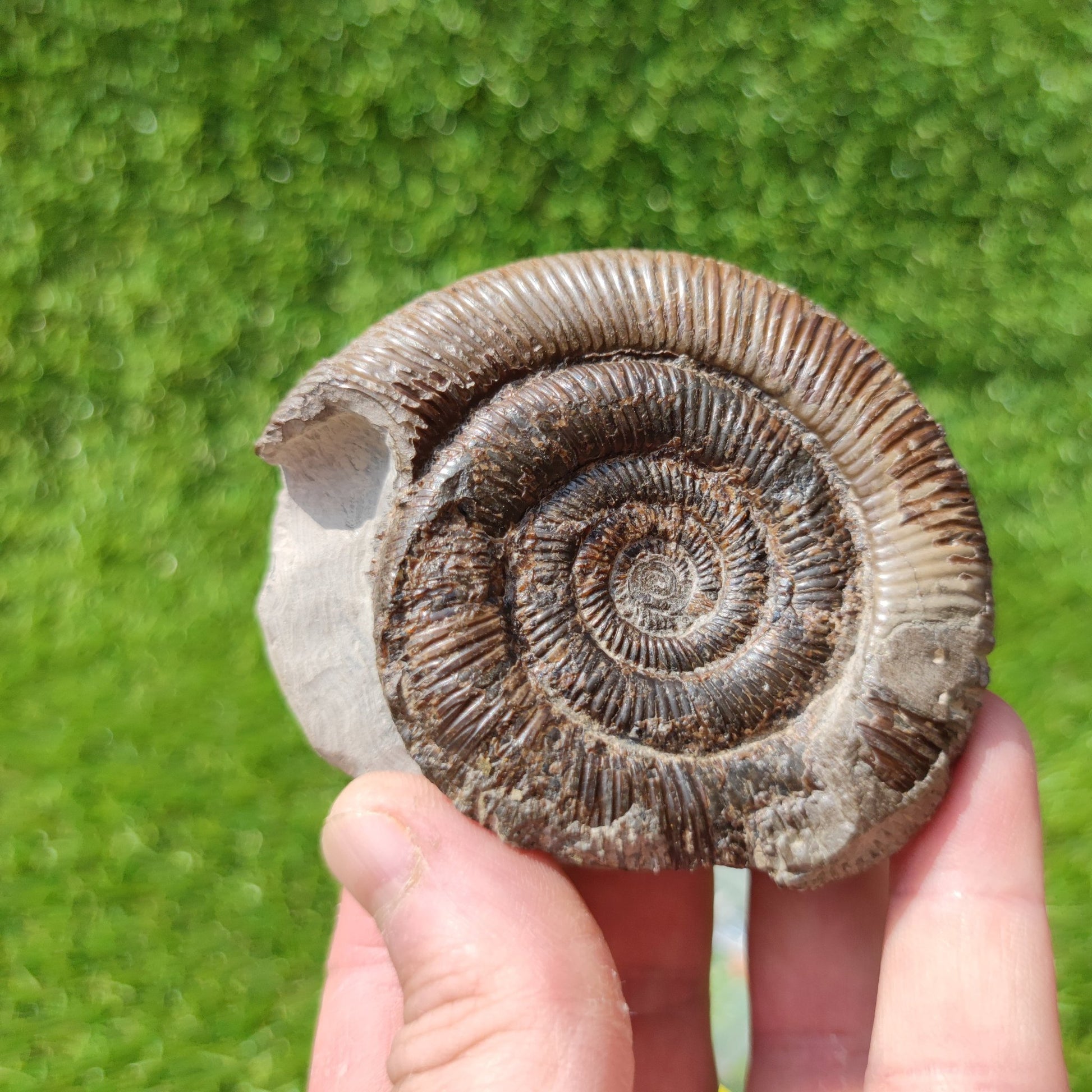 Dactylioceras Tenuicostatum ammonite Whitby Fossils - North Yorkshire Fossils
