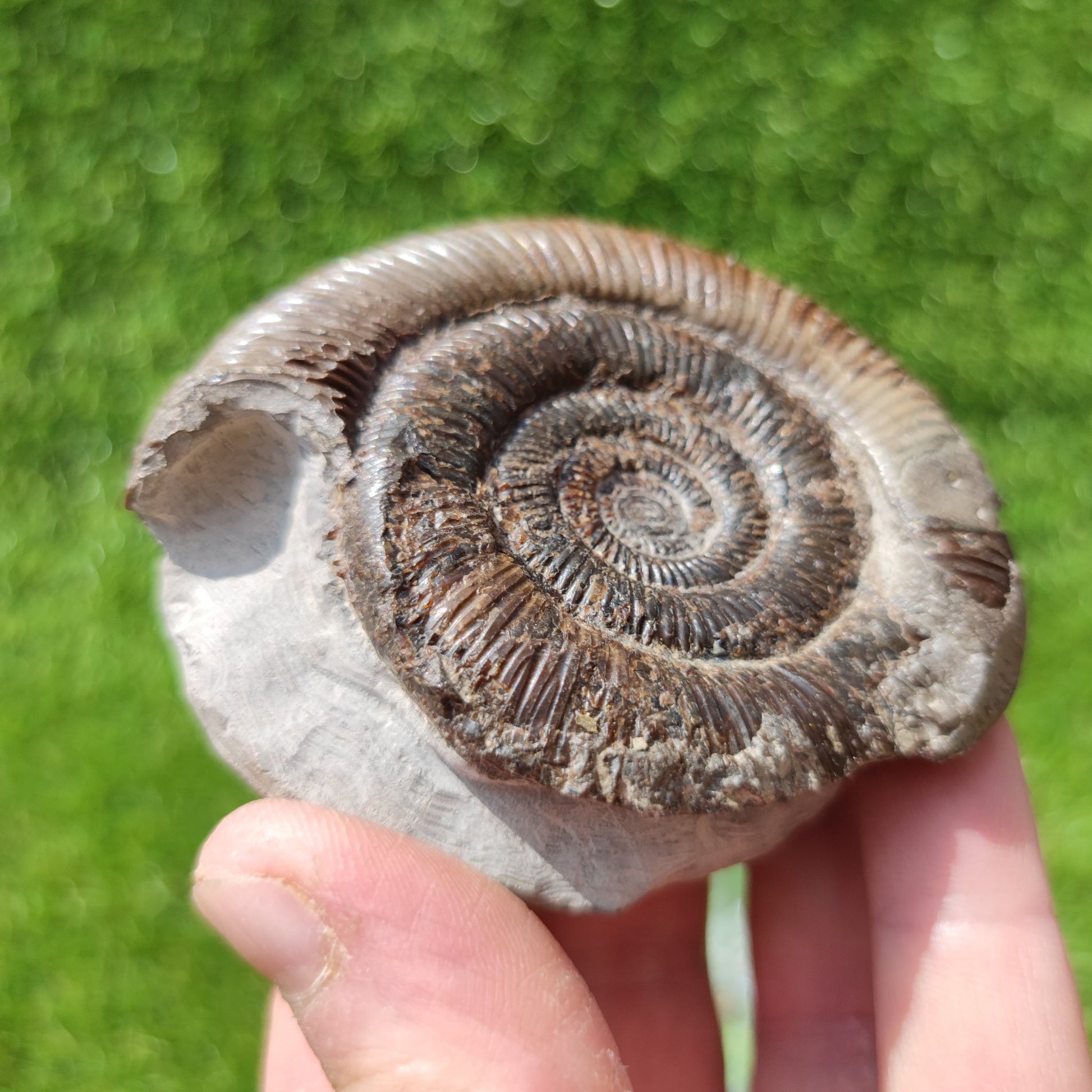 Dactylioceras Tenuicostatum ammonite Whitby Fossils - North Yorkshire Fossils