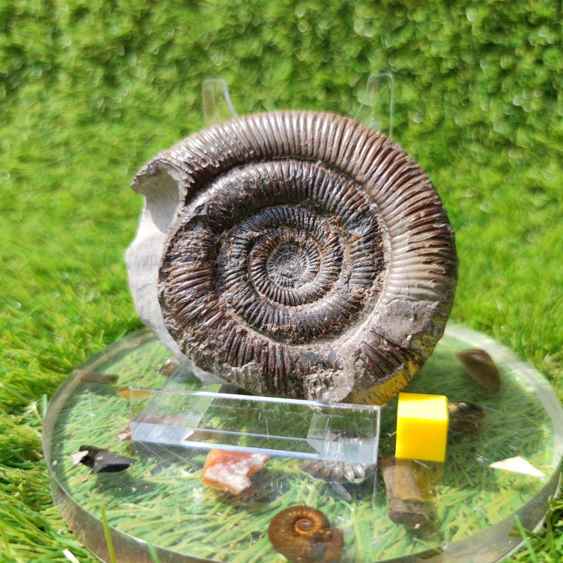 Dactylioceras Tenuicostatum ammonite Whitby Fossils - North Yorkshire Fossils