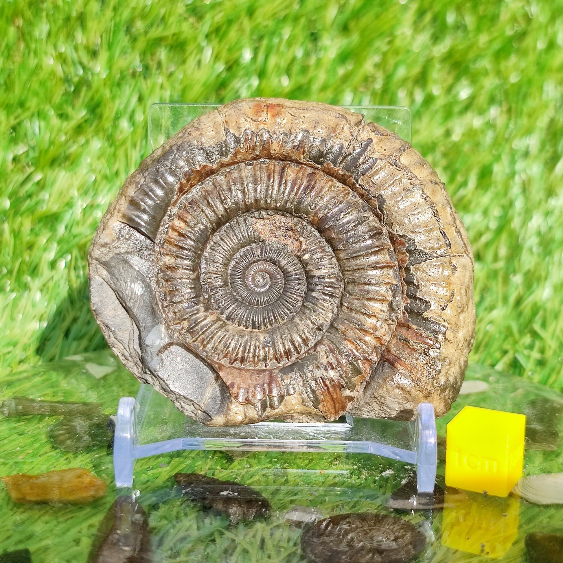 Dactylioceras Whitby ammonite fossil Yorkshire - North Yorkshire Fossils