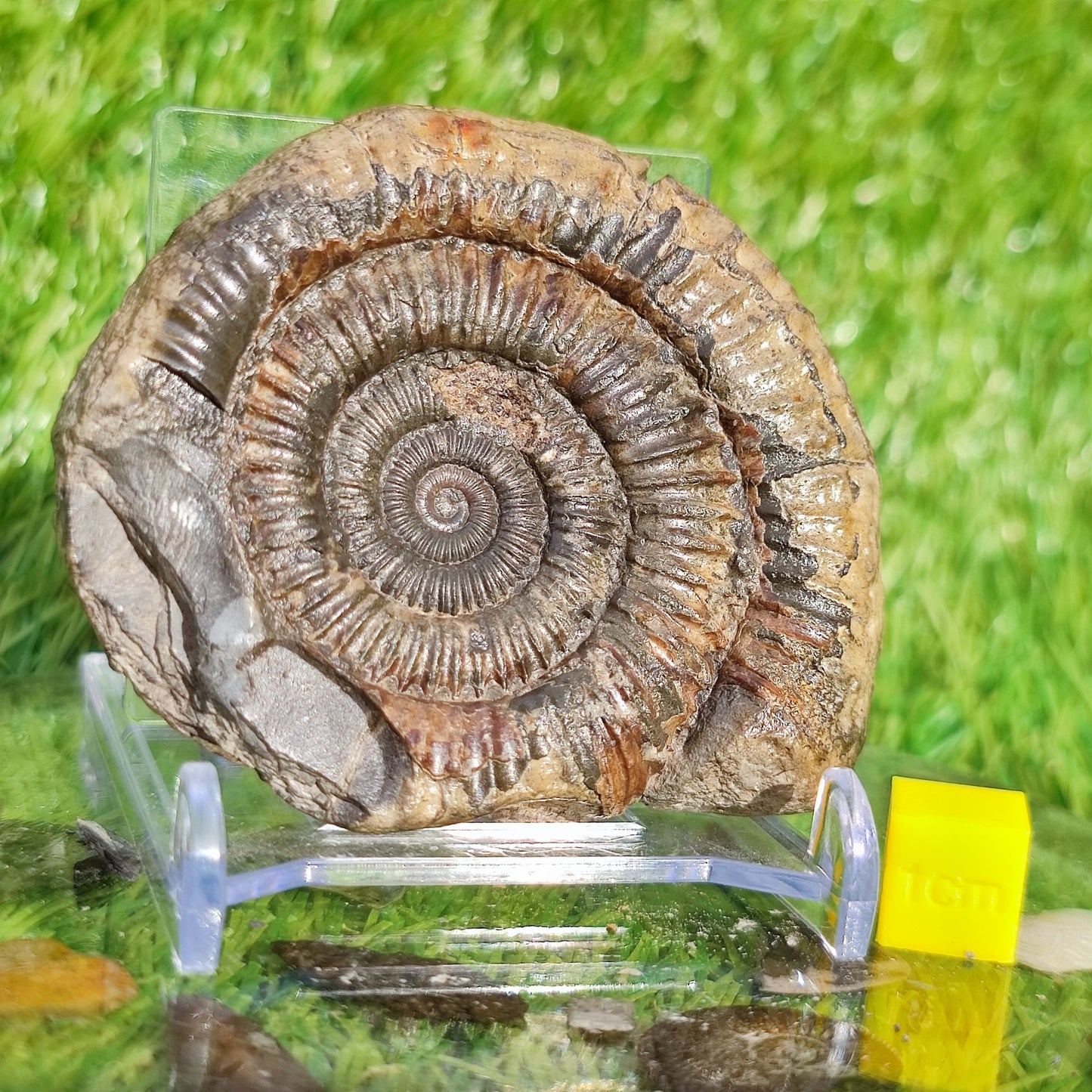 Dactylioceras Whitby ammonite fossil Yorkshire - North Yorkshire Fossils