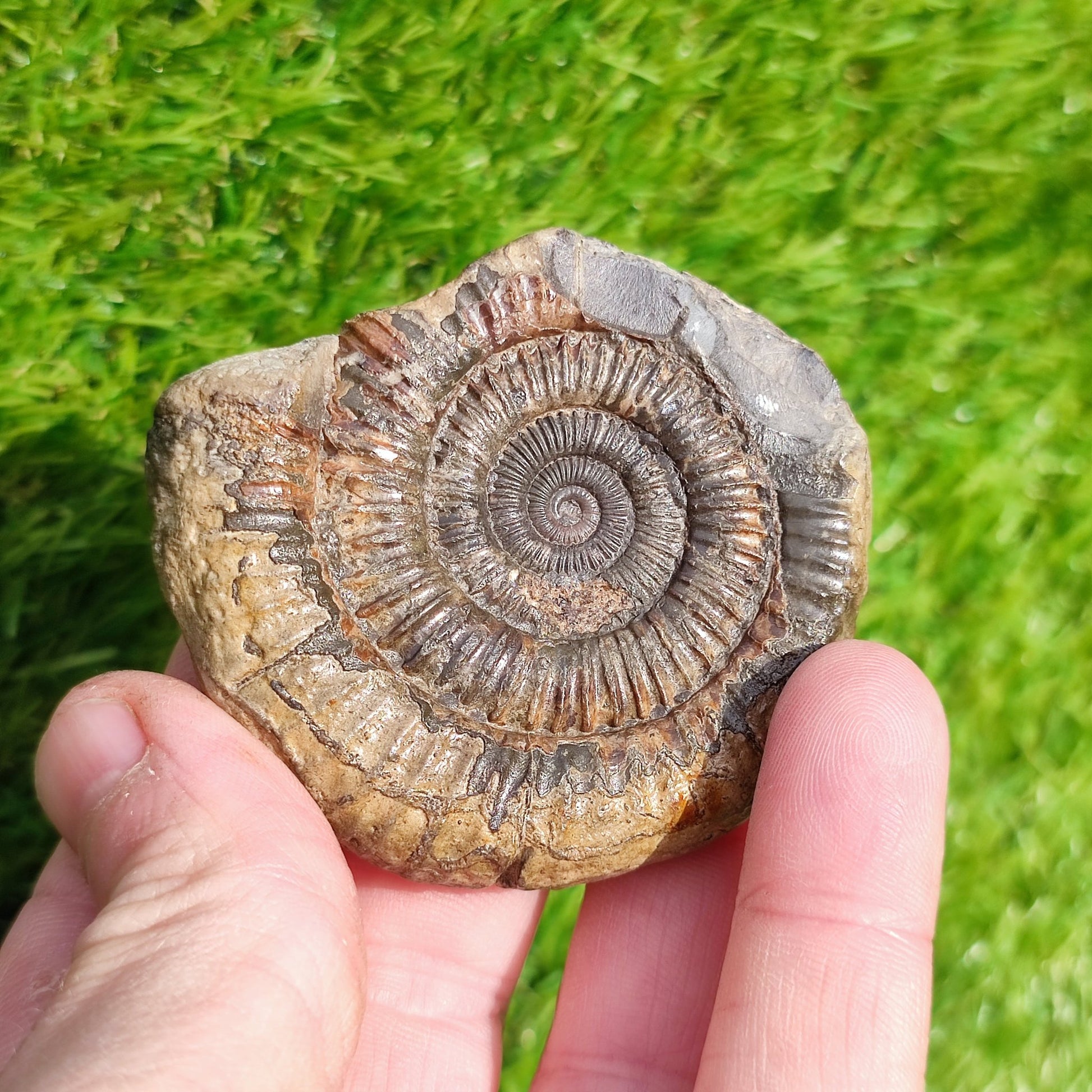 Dactylioceras Whitby ammonite fossil Yorkshire - North Yorkshire Fossils