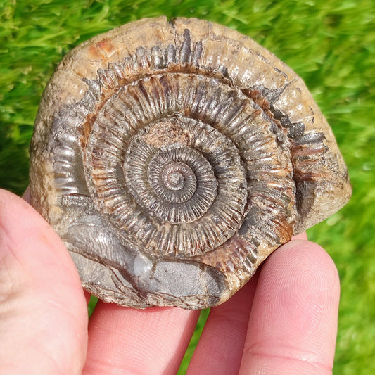 Dactylioceras Whitby ammonite fossil Yorkshire - North Yorkshire Fossils