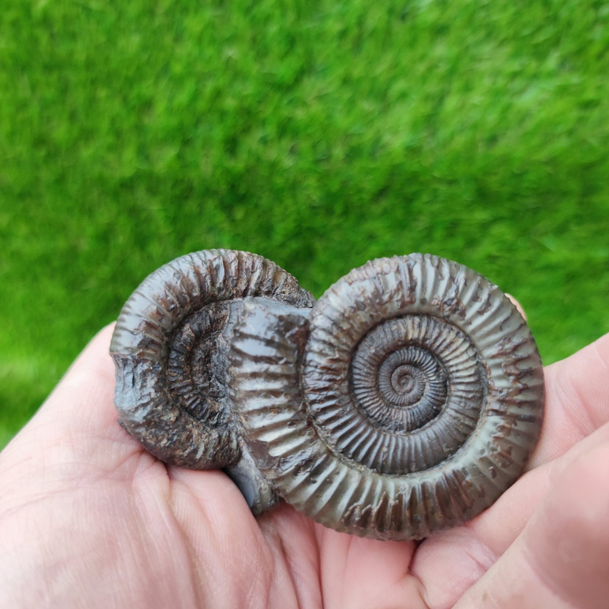 Double ammonite fossil Jurassic coast Whitby - North Yorkshire Fossils