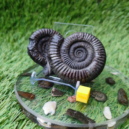 Double ammonite fossil Jurassic coast Whitby - North Yorkshire Fossils