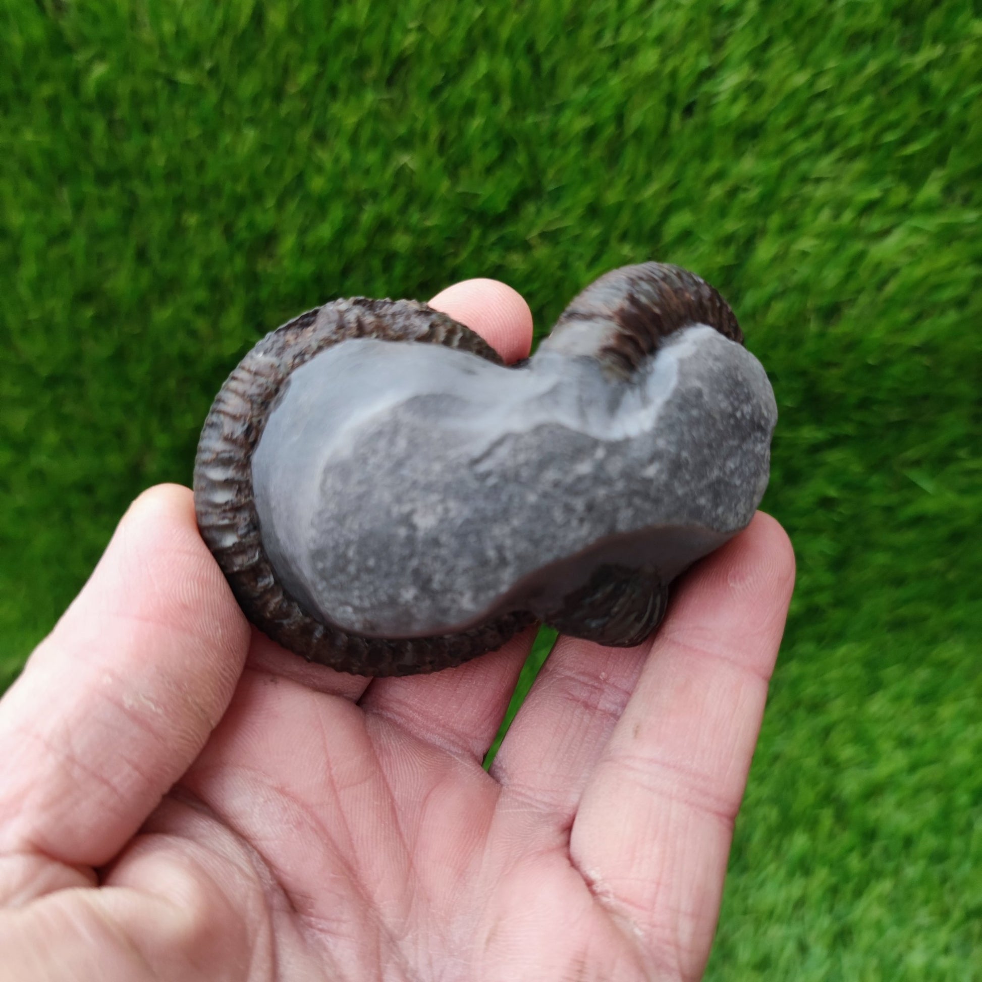 Double ammonite fossil Jurassic coast Whitby - North Yorkshire Fossils
