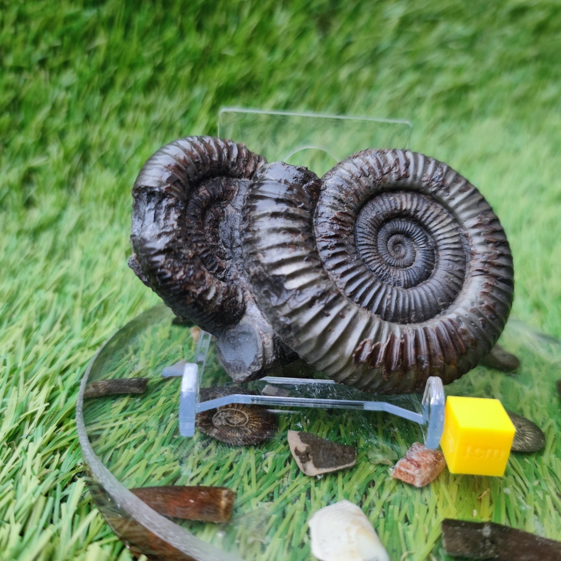 Double ammonite fossil Jurassic coast Whitby - North Yorkshire Fossils
