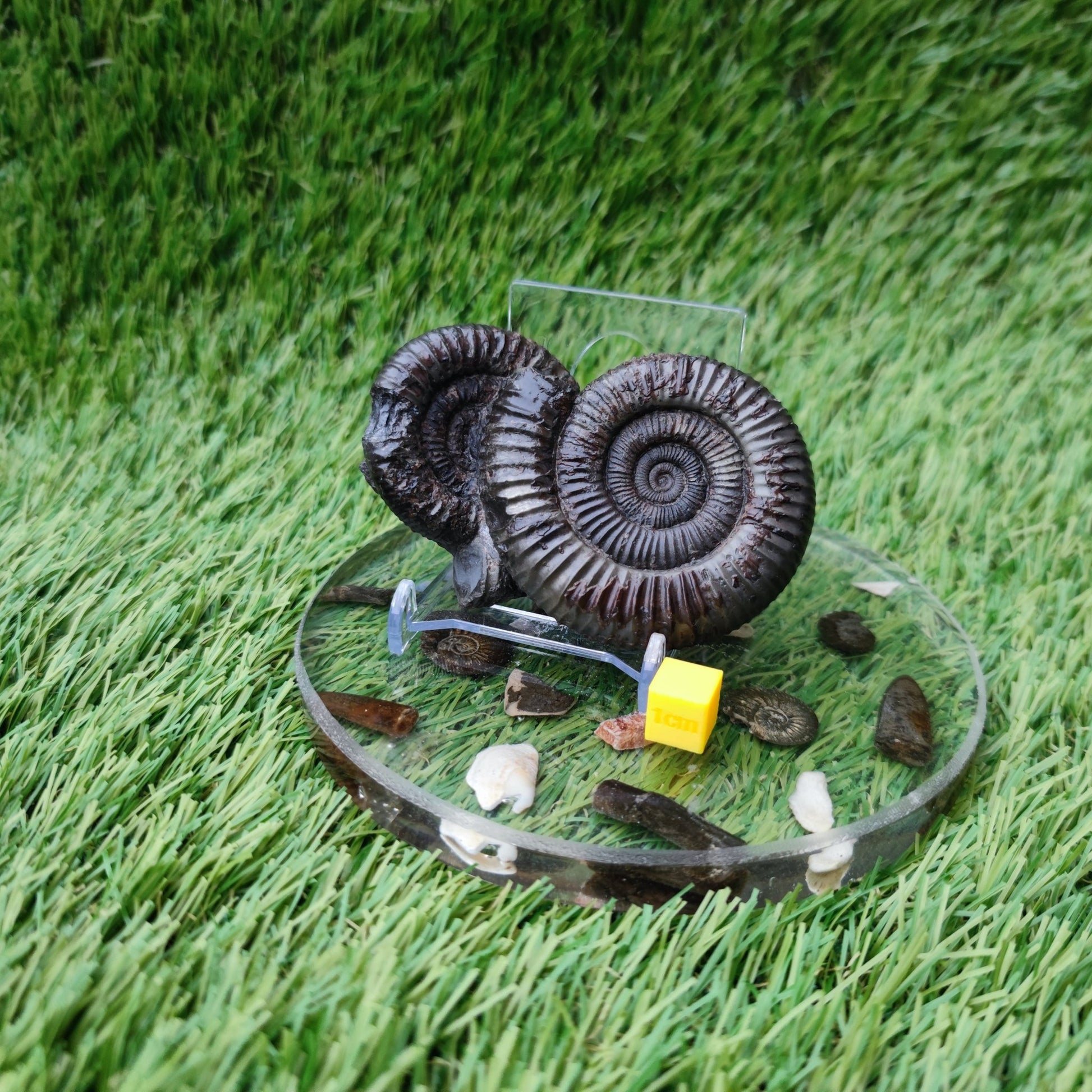 Double ammonite fossil Jurassic coast Whitby - North Yorkshire Fossils