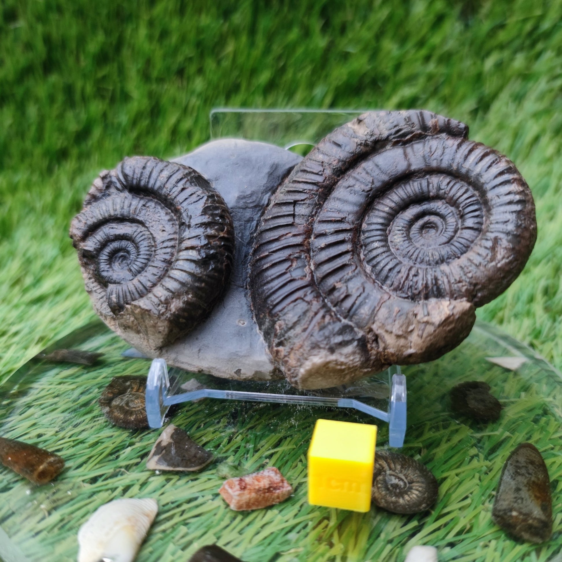 Double dactylioceras ammonite fossil double Whitby Jurassic coast - North Yorkshire Fossils