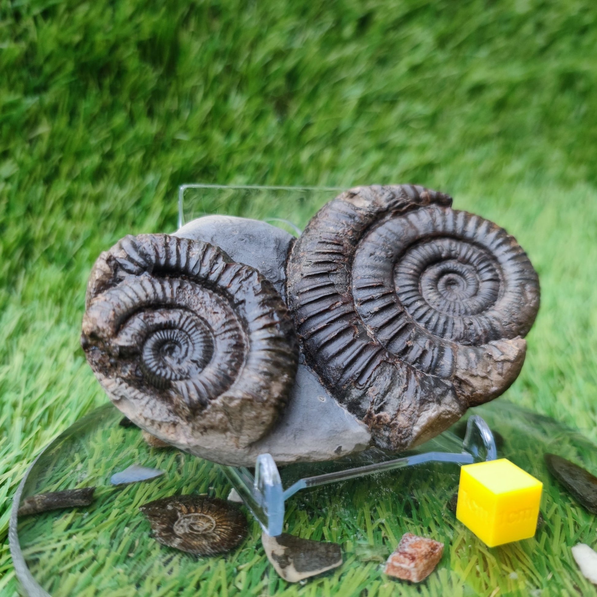 Double dactylioceras ammonite fossil double Whitby Jurassic coast - North Yorkshire Fossils