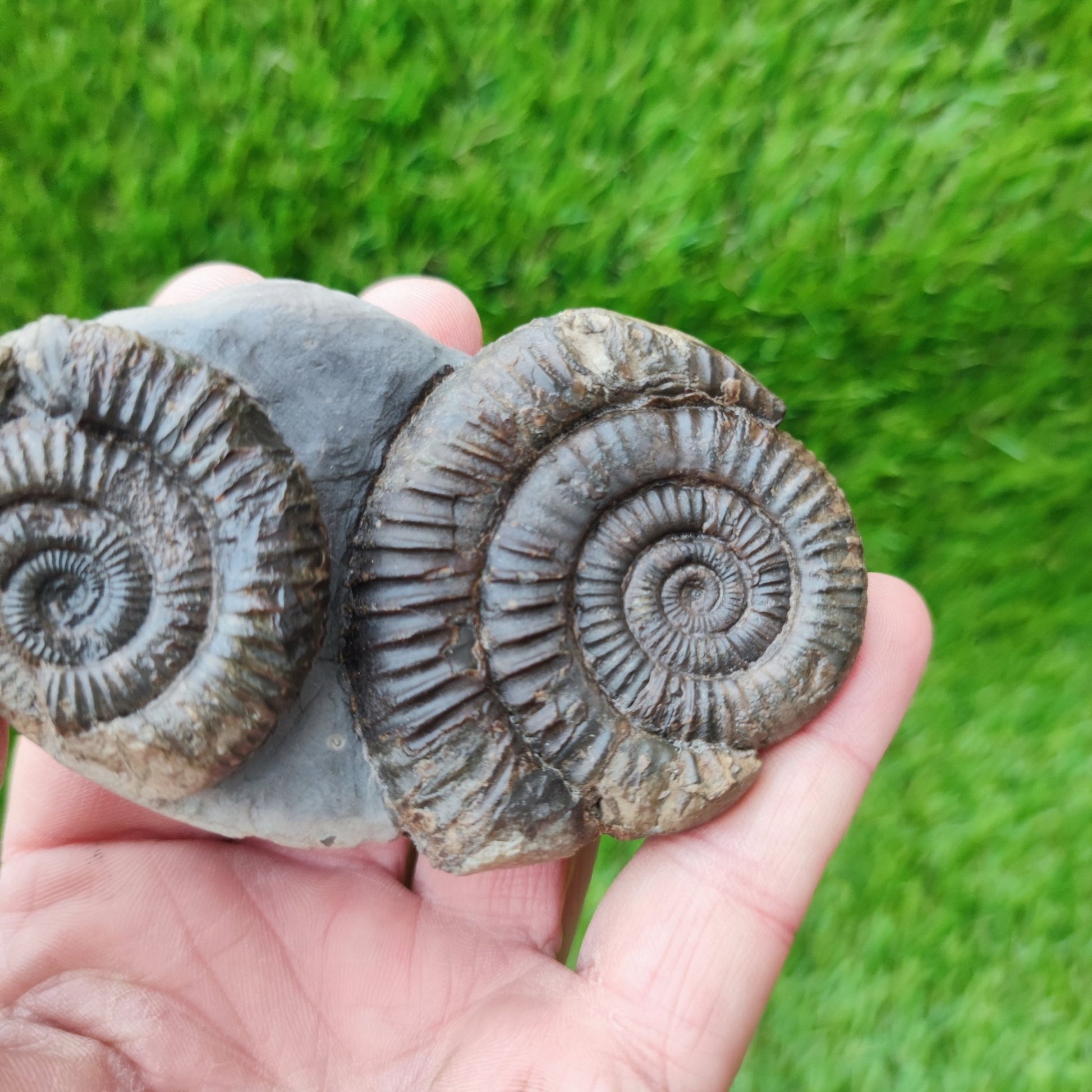 Double dactylioceras ammonite fossil double Whitby Jurassic coast - North Yorkshire Fossils