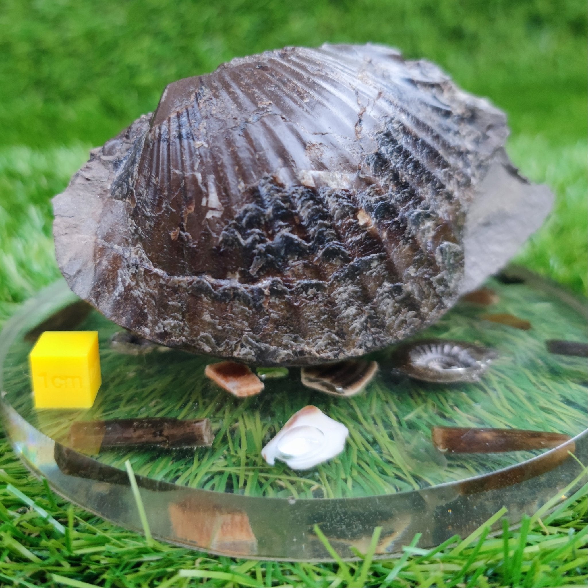 Double sided shell fossil North Yorkshire Fossils - North Yorkshire Fossils