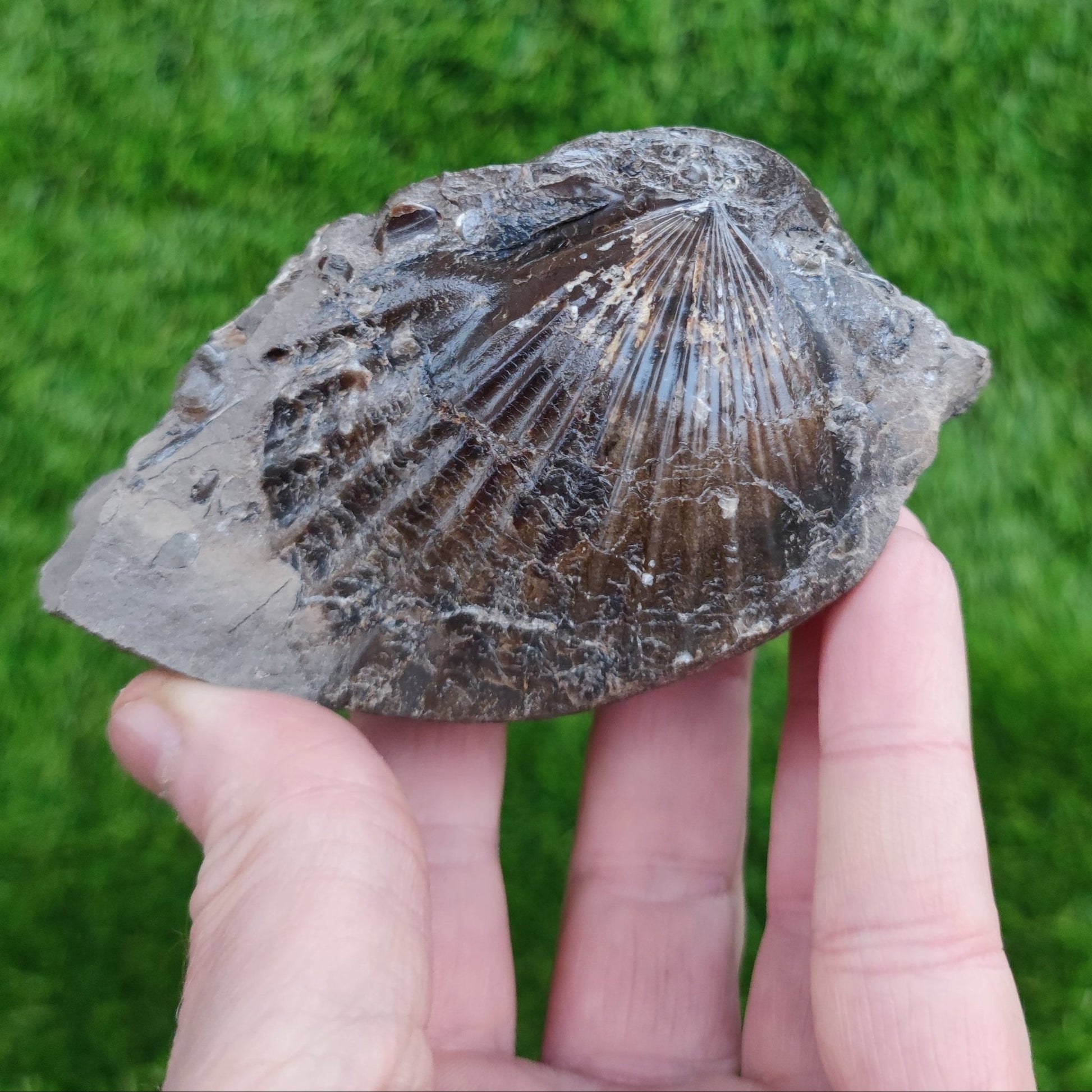 Double sided shell fossil North Yorkshire Fossils - North Yorkshire Fossils