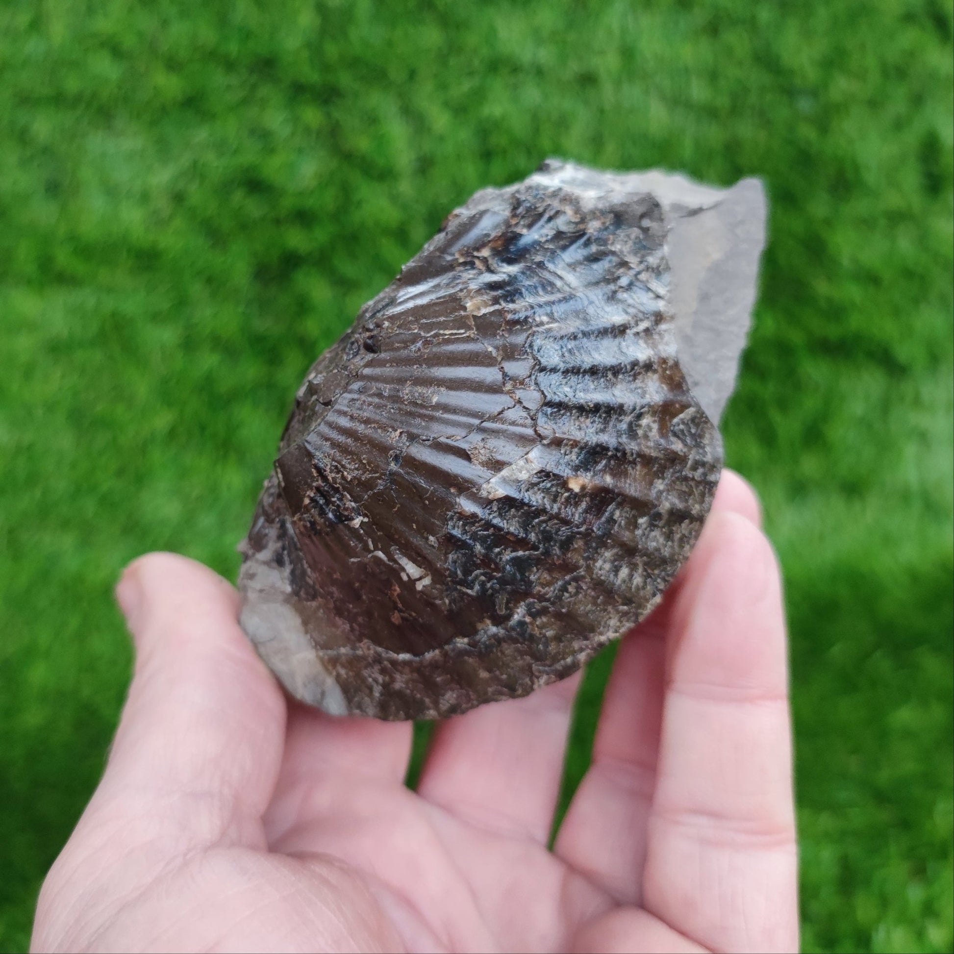 Double sided shell fossil North Yorkshire Fossils - North Yorkshire Fossils