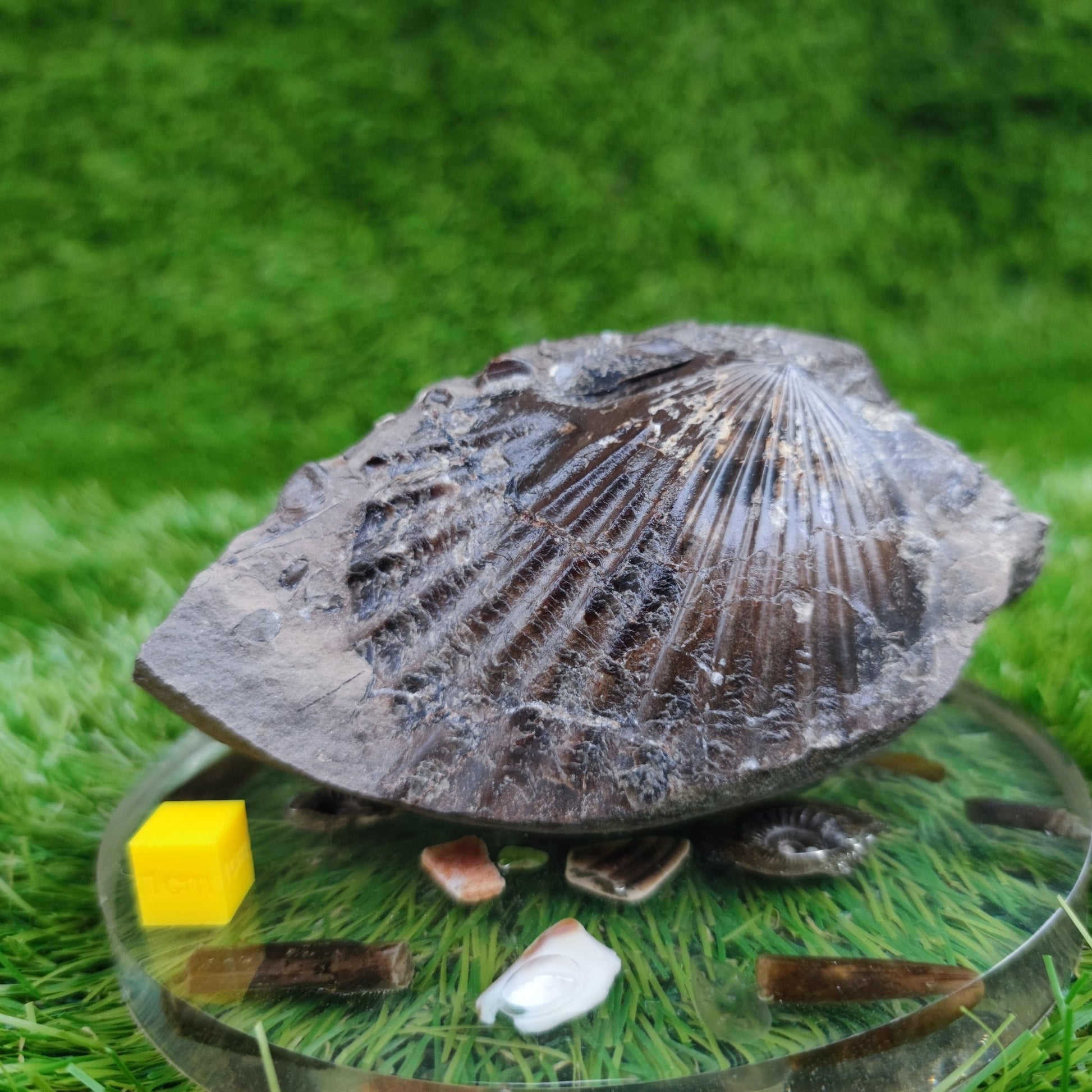 Double sided shell fossil North Yorkshire Fossils - North Yorkshire Fossils