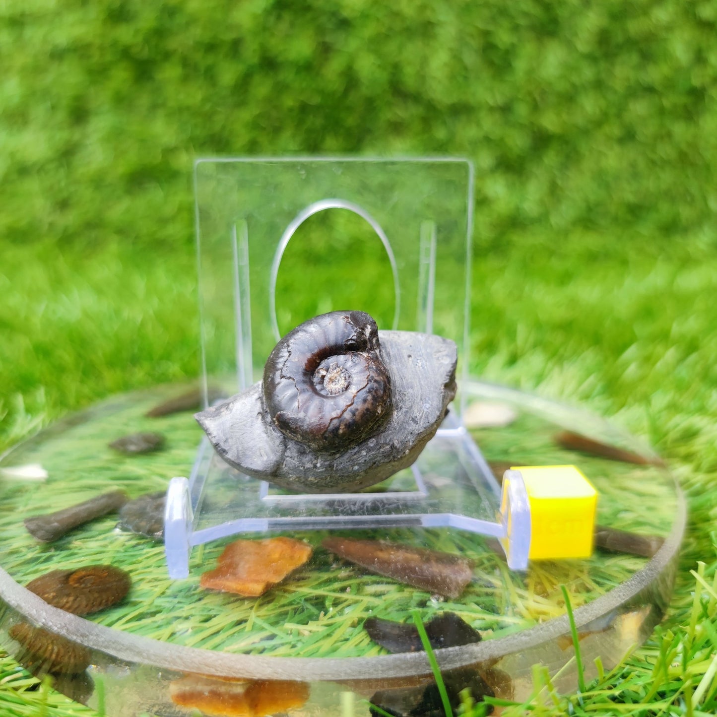 Eleanticeras ammonite fossil North Yorkshire UK - North Yorkshire Fossils