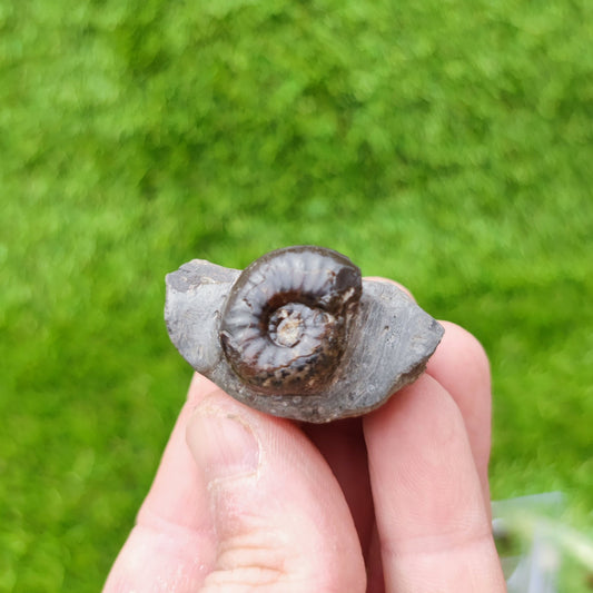 Eleanticeras ammonite fossil North Yorkshire UK - North Yorkshire Fossils