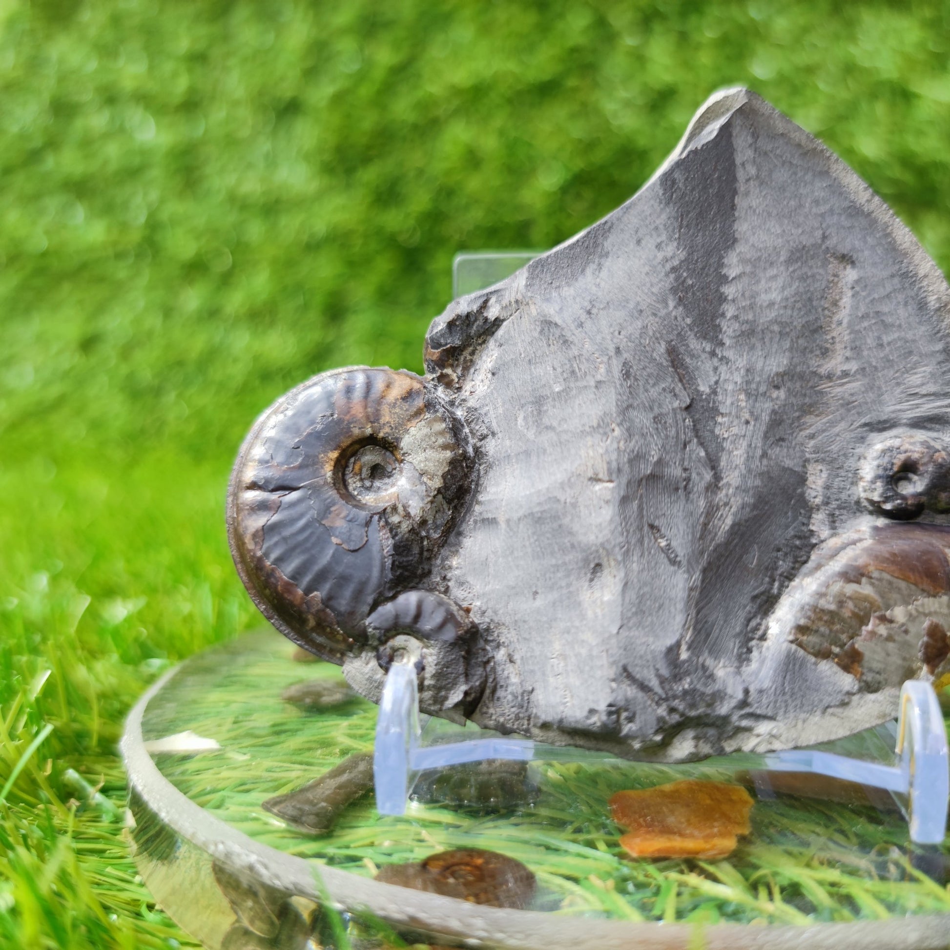 Eleganticeras ammonite fossil block - North Yorkshire Fossils