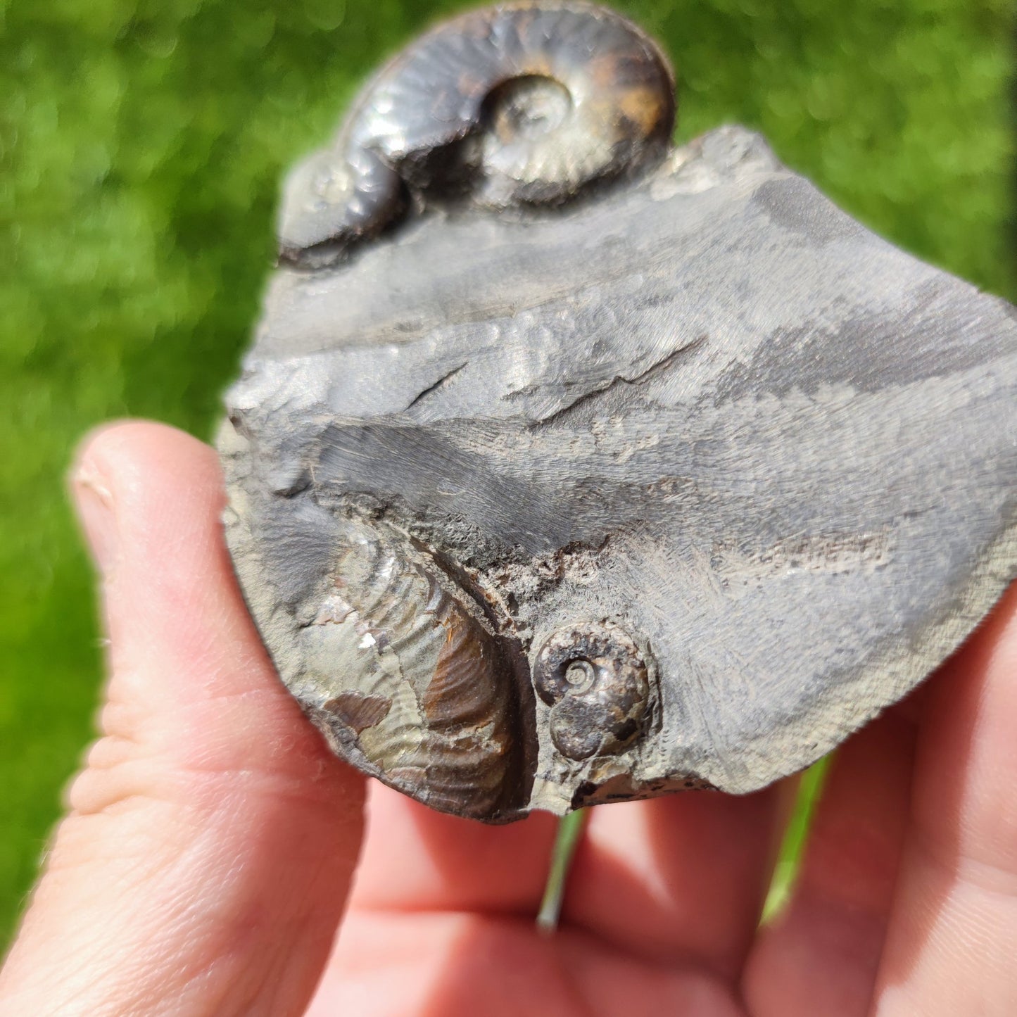 Eleganticeras ammonite fossil block - North Yorkshire Fossils
