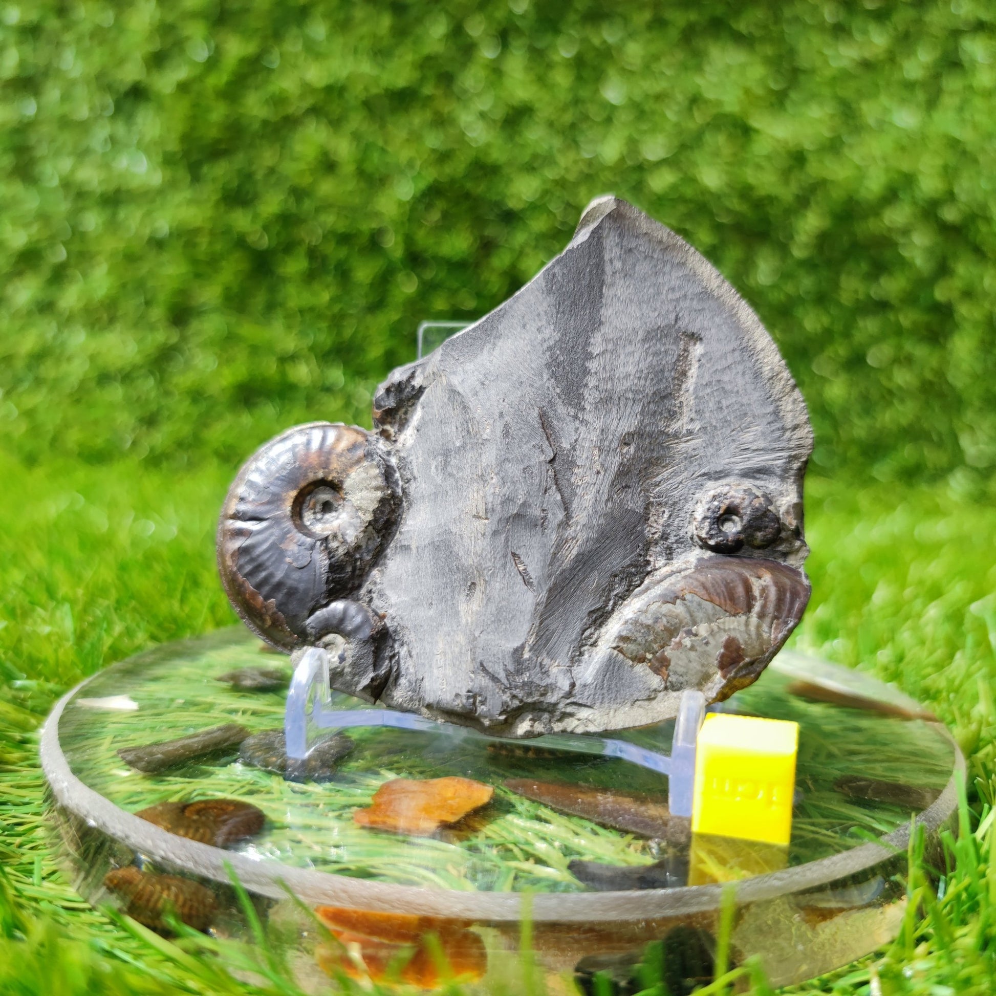 Eleganticeras ammonite fossil block - North Yorkshire Fossils