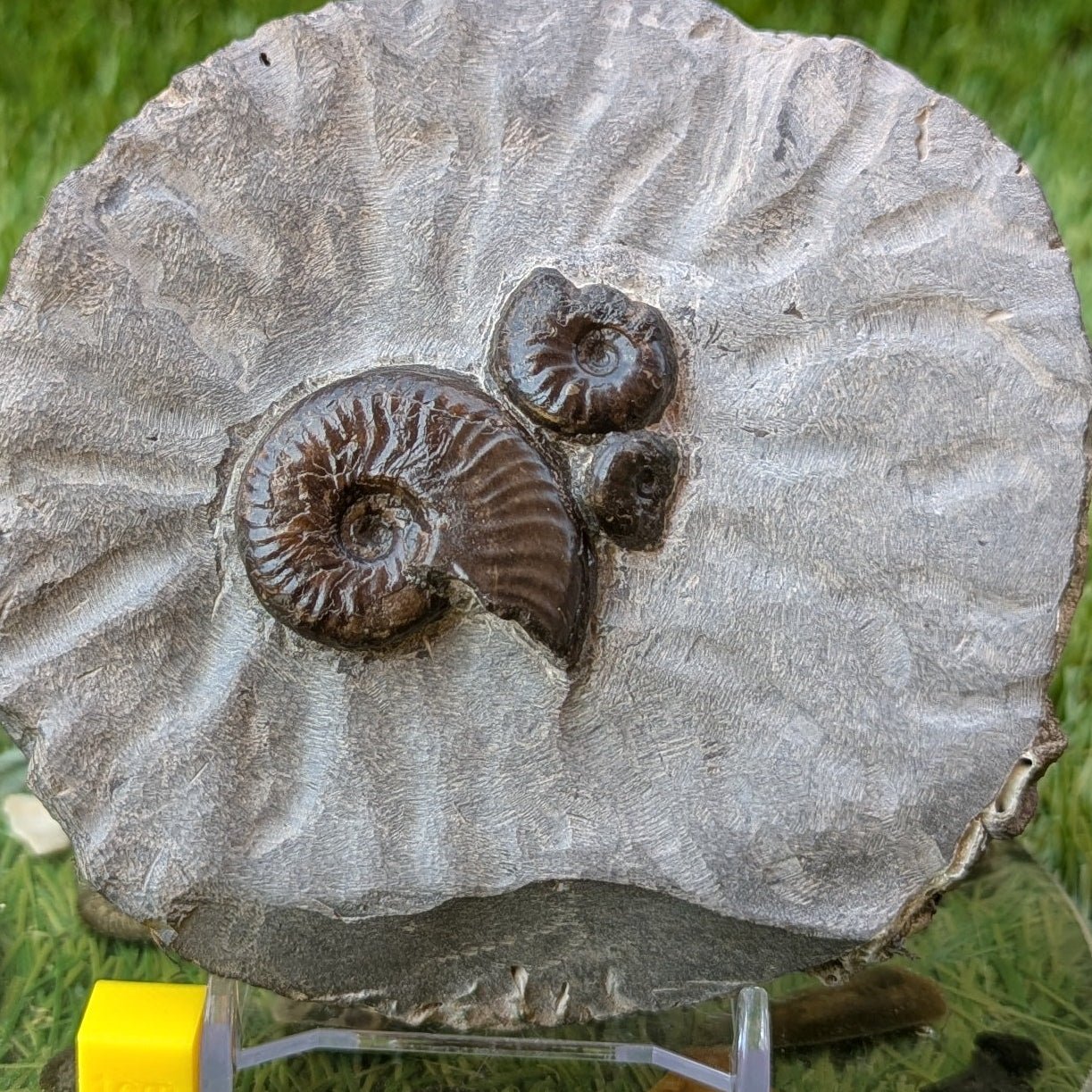 Eleganticeras ammonite fossil block/ trio North Yorkshire fossils - North Yorkshire Fossils