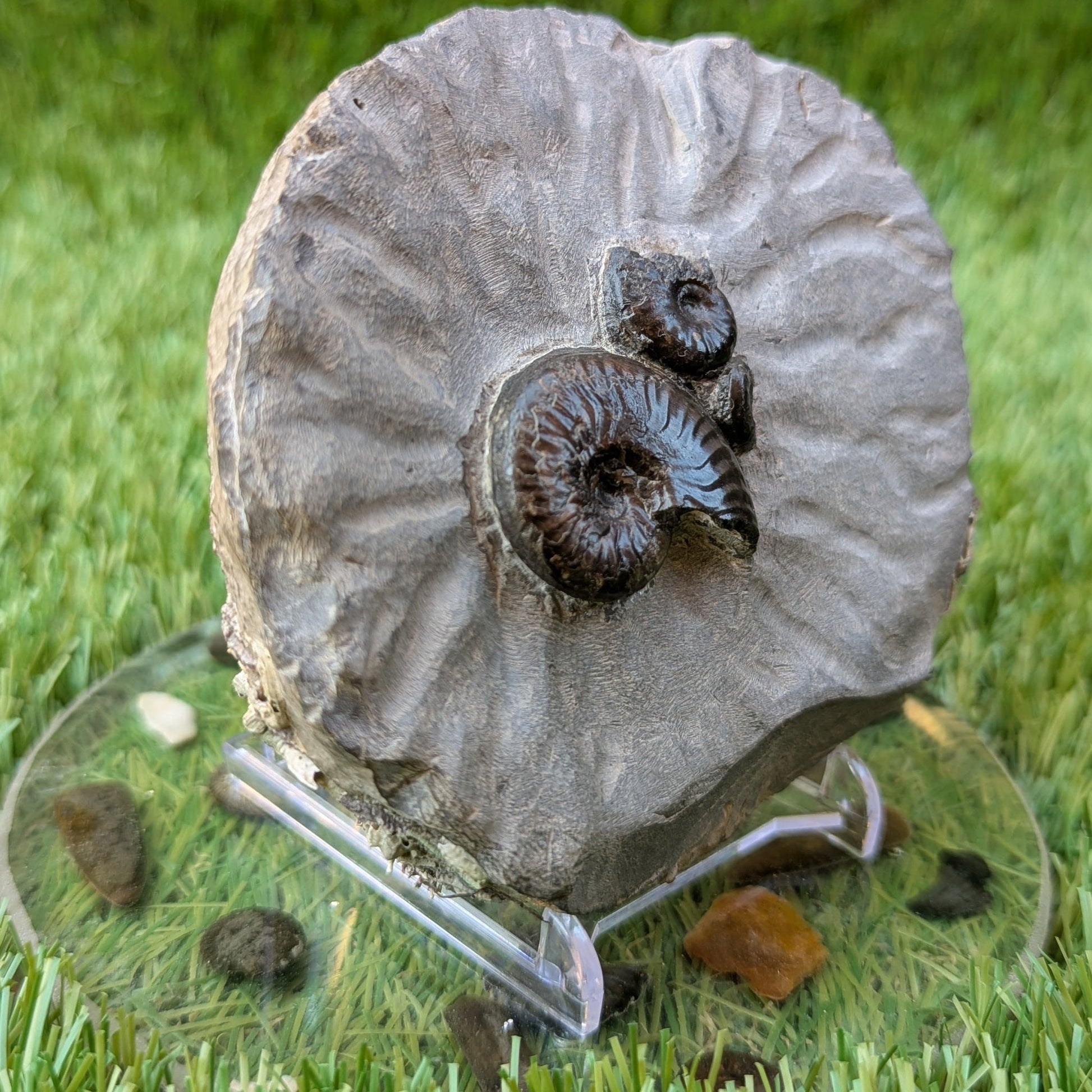 Eleganticeras ammonite fossil block/ trio North Yorkshire fossils - North Yorkshire Fossils