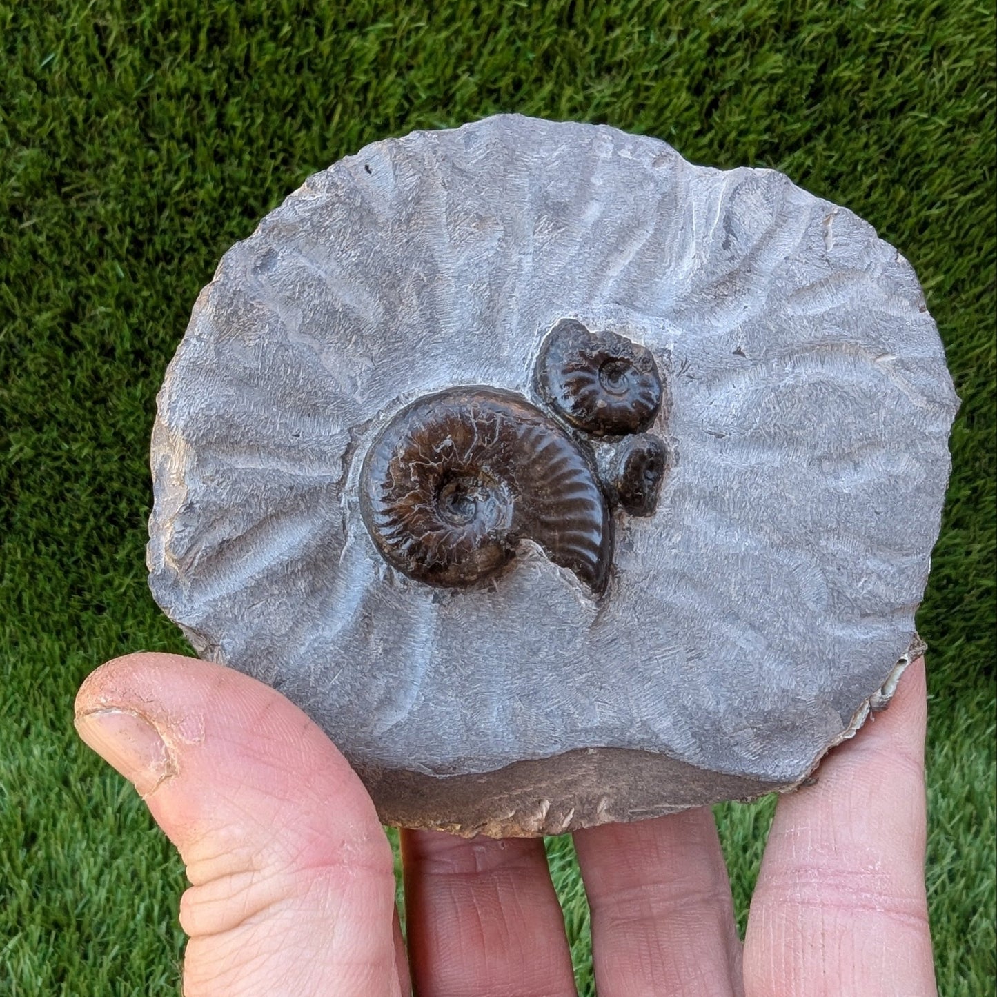 Eleganticeras ammonite fossil block/ trio North Yorkshire fossils - North Yorkshire Fossils