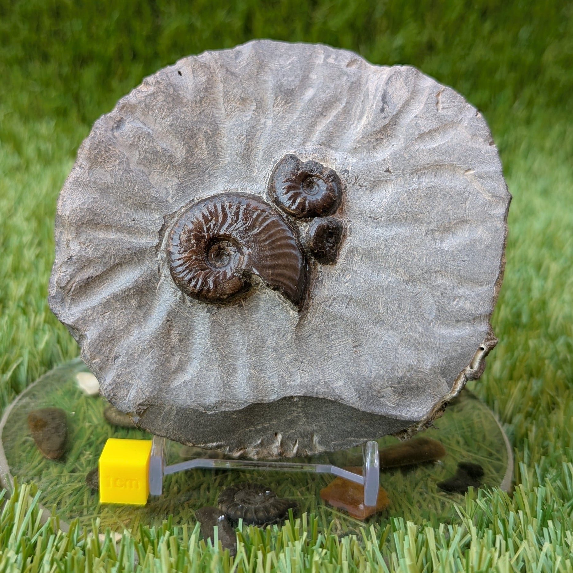 Eleganticeras ammonite fossil block/ trio North Yorkshire fossils - North Yorkshire Fossils