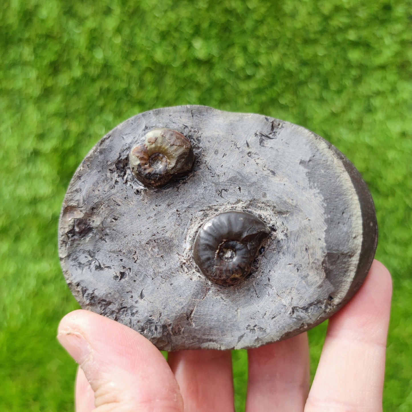 Eleganticeras ammonite fossil double North Yorkshire UK - North Yorkshire Fossils