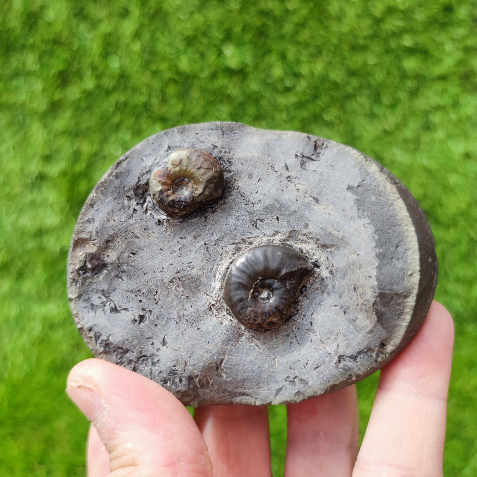 Eleganticeras ammonite fossil double North Yorkshire UK - North Yorkshire Fossils