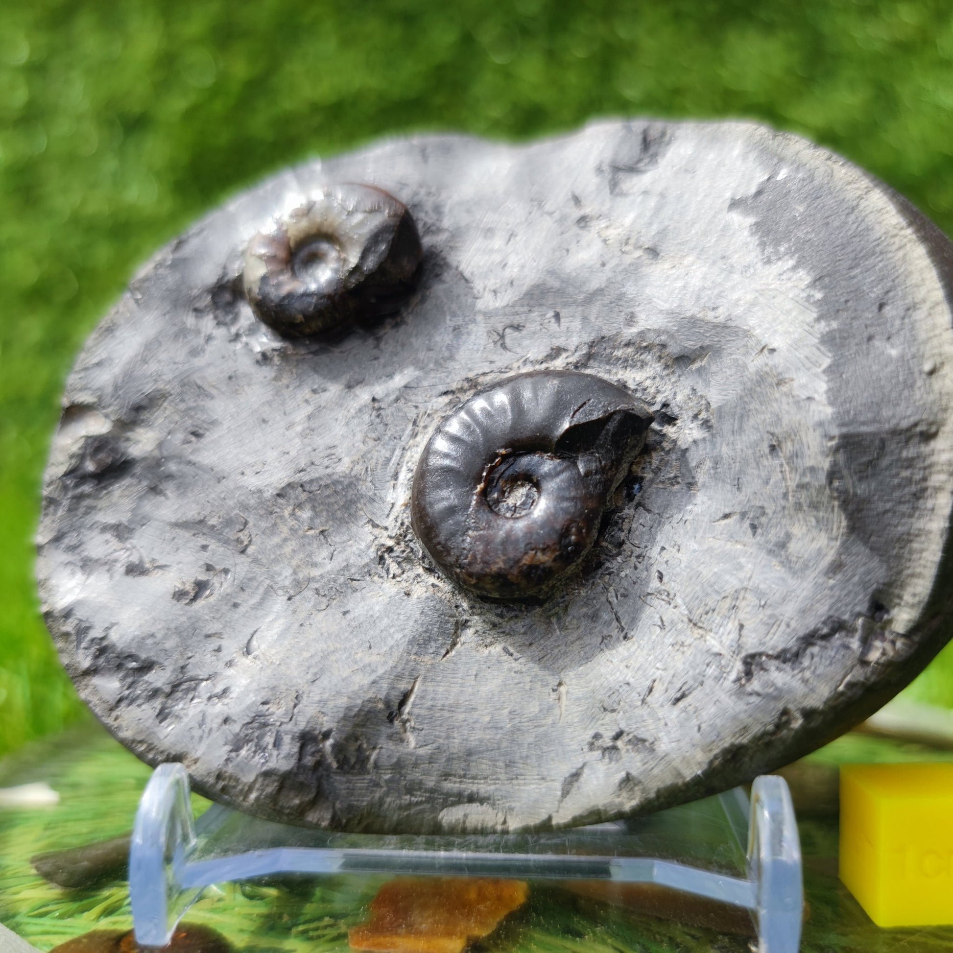 Eleganticeras ammonite fossil double North Yorkshire UK - North Yorkshire Fossils