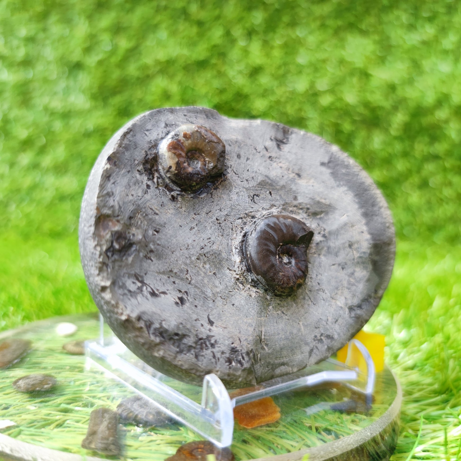 Eleganticeras ammonite fossil double North Yorkshire UK - North Yorkshire Fossils