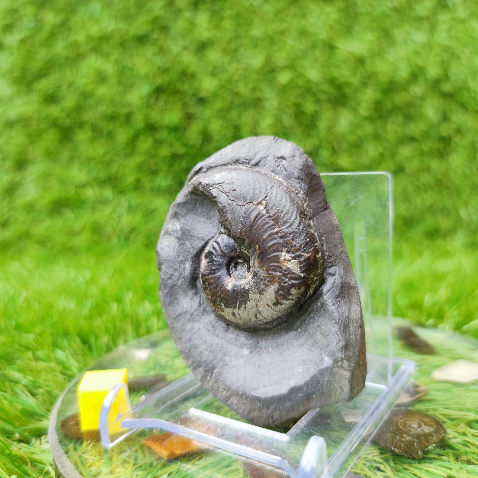Eleganticeras ammonite fossil North Yorkshire UK - North Yorkshire Fossils