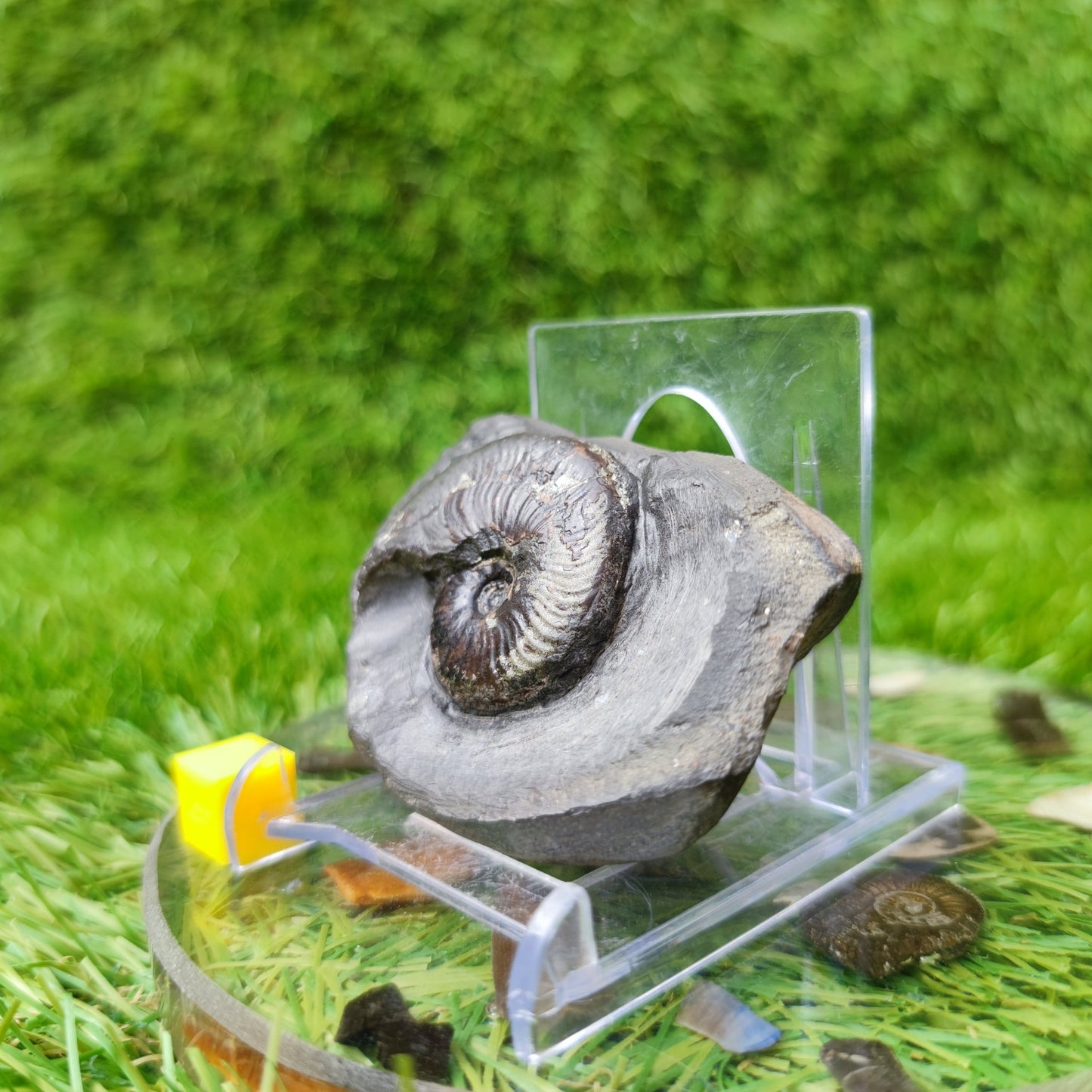 Eleganticeras ammonite fossil North Yorkshire UK - North Yorkshire Fossils
