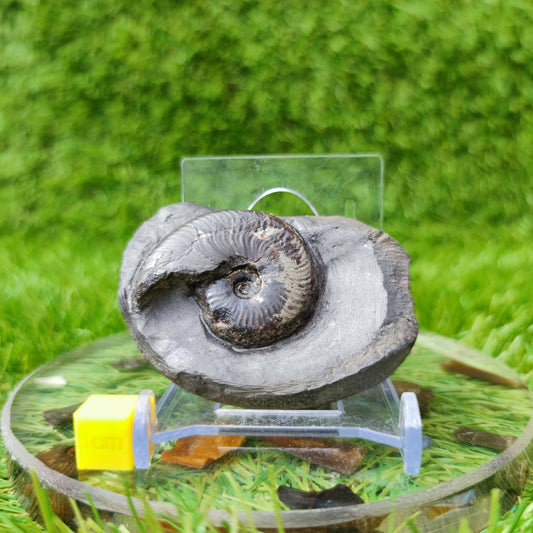 Eleganticeras ammonite fossil North Yorkshire UK - North Yorkshire Fossils