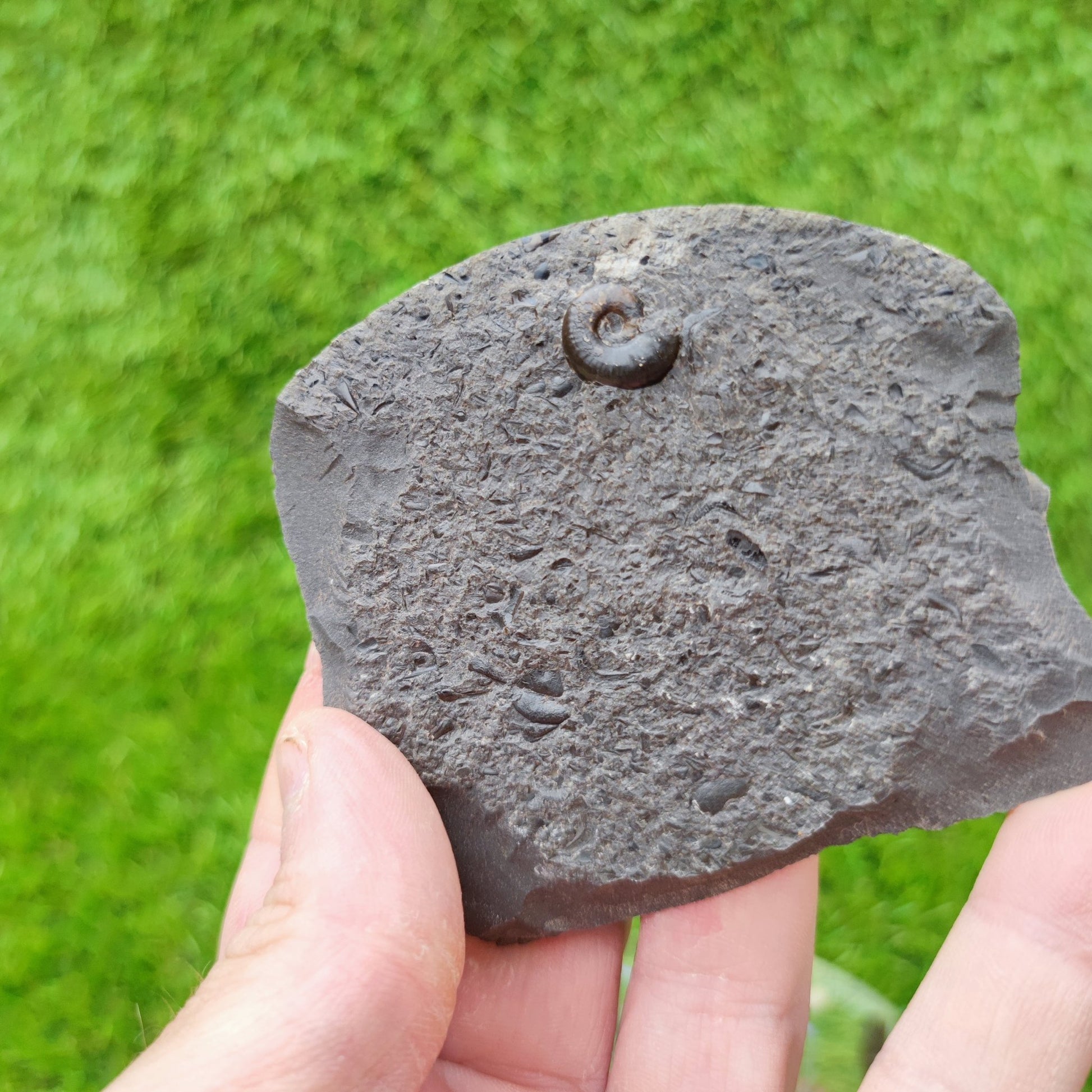 Eleganticeras ammonite fossil North Yorkshire UK - North Yorkshire Fossils