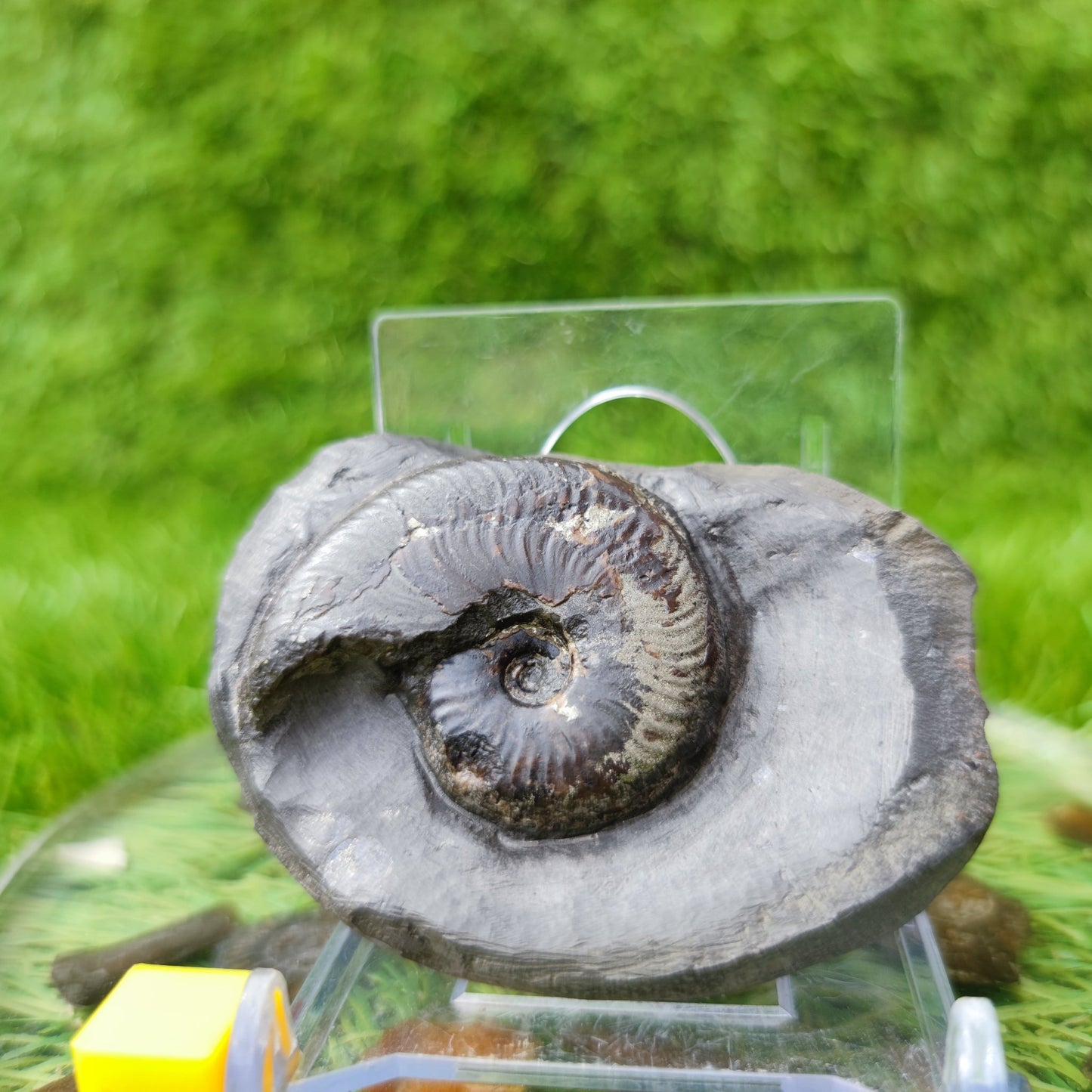 Eleganticeras ammonite fossil North Yorkshire UK - North Yorkshire Fossils