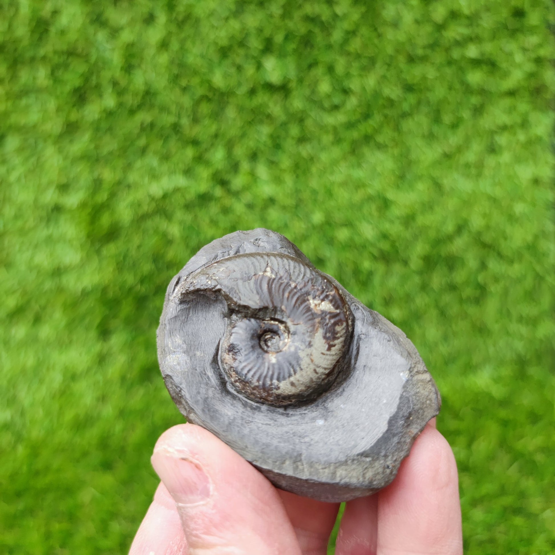 Eleganticeras ammonite fossil North Yorkshire UK - North Yorkshire Fossils