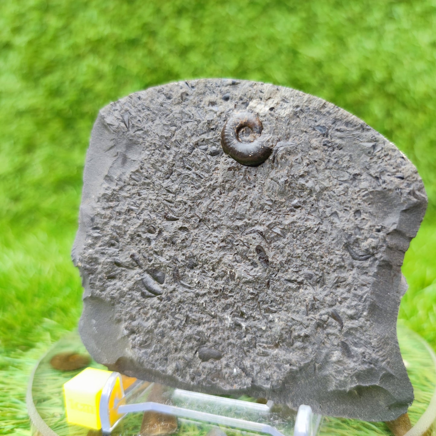 Eleganticeras ammonite fossil North Yorkshire UK - North Yorkshire Fossils