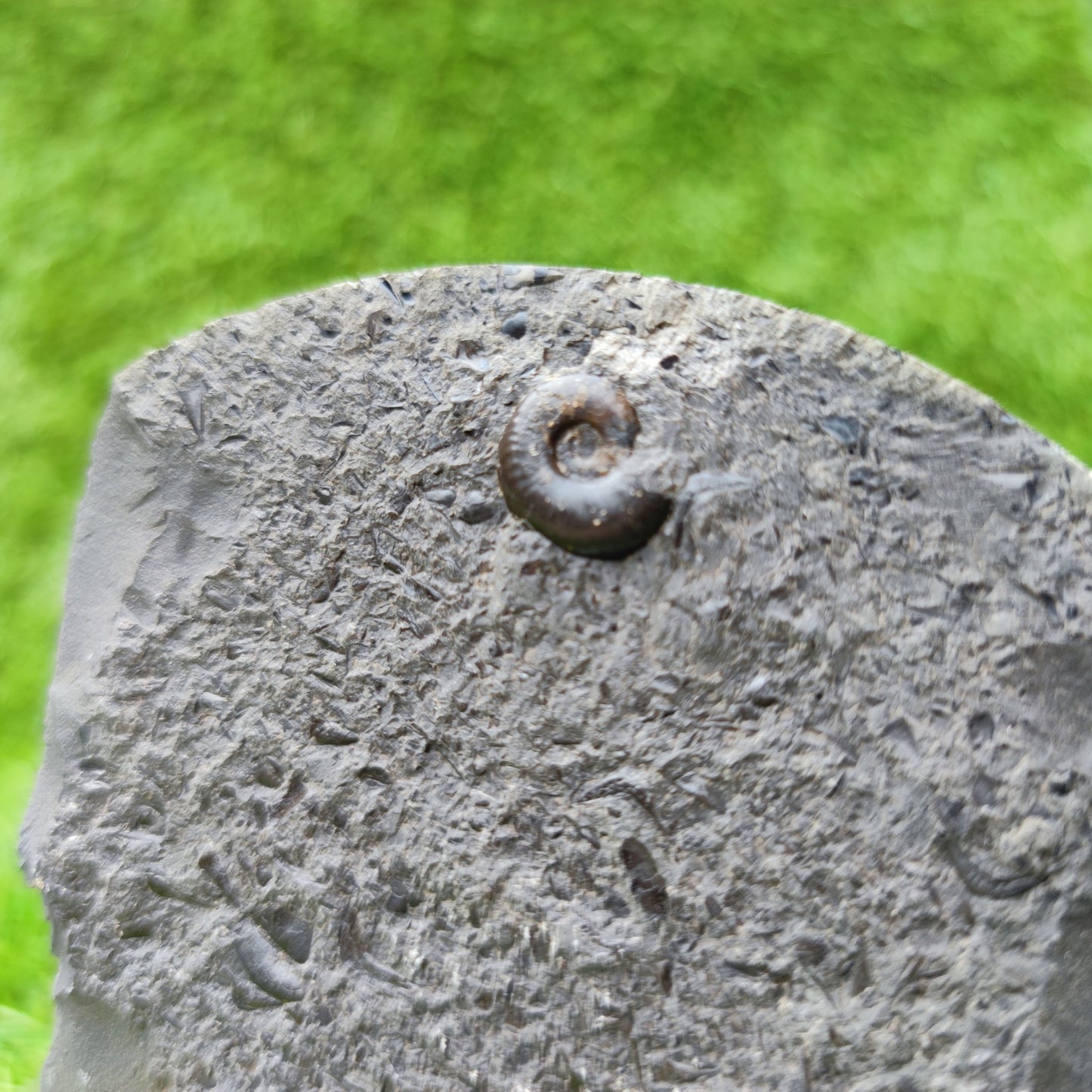 Eleganticeras ammonite fossil North Yorkshire UK - North Yorkshire Fossils