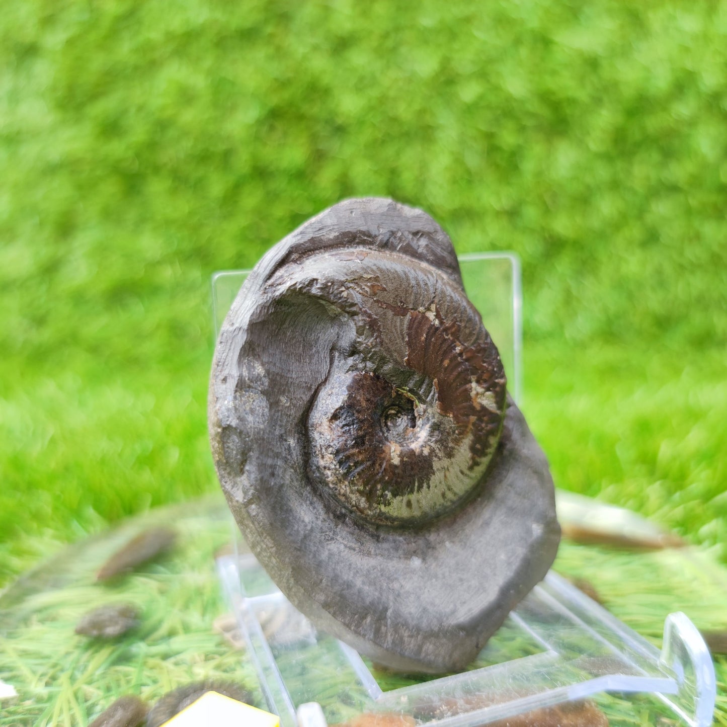 Eleganticeras ammonite fossil North Yorkshire UK - North Yorkshire Fossils