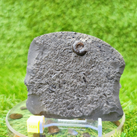 Eleganticeras ammonite fossil North Yorkshire UK - North Yorkshire Fossils