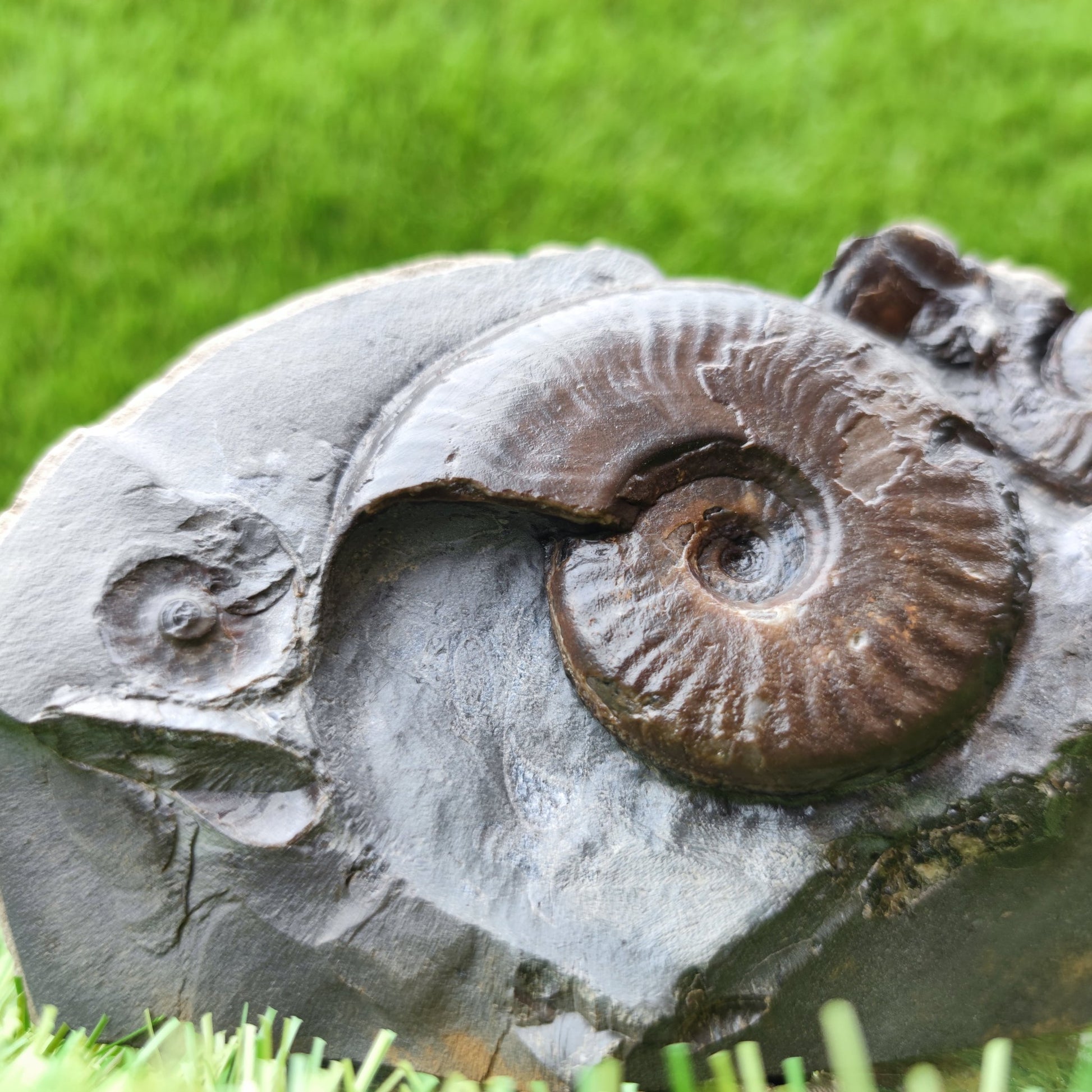 Eleganticeras ammonite fossil on cut base North Yorkshire UK - North Yorkshire Fossils